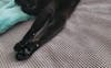 House Panther!