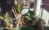 Mini garden/balcony 