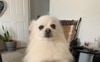 This is Fera. “Beast” in Portuguese 