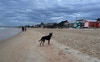 Azlan our Kelpie 