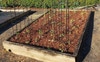 Garden Bed 3