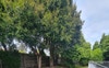 Huge back yard 