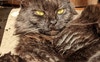 Monty 