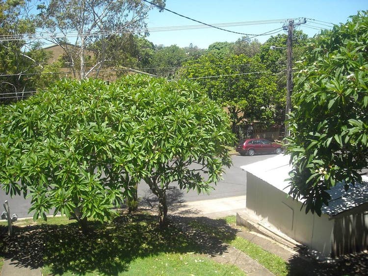 Share house Chelmer, Brisbane 150pw, 3 bedroom house