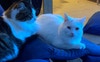 The cats