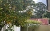 Backyard clothes line and mandarin tree