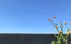 Our garden in the sky