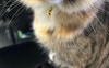 Tira “Bubby”