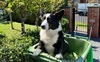 Dudley the Corgie
