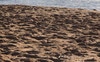 Narrabeen beach