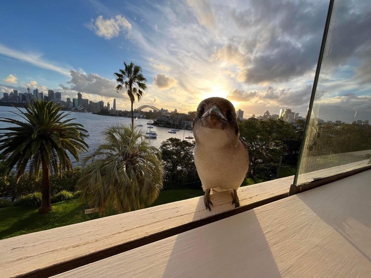 Share house Cremorne Point, Sydney 400pw, 3 bedroom apartment