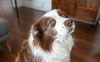 Basil the Border Collie