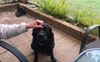 Our Labrador 😊