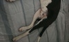 my dogo