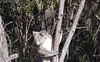 Resident koala who visits. Opposite my home.