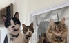 Sylvester, Hazel & Daisy