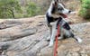 luna and I on local walk (Simpsons Falls)