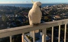 Frequent guests :)