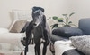 Living room+ Ella 