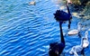 Sydney Park ducklings 2021