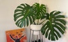 Abundance of plants 