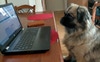Huxley in the kitchen checking out his followers o
