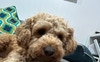 This is my friendly cavoodle - Jasper