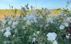 Front yard roses