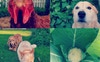 Furry friends 