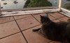 Balcony (& Kitty)