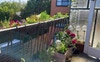 Little herb garden with a flower or two