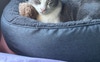 Beanie the cat and his teddy