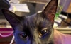 The sweetest furry flatmate ever.