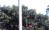 View of roses from kitchen