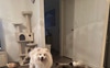 Yuki, Gracie and Tigger