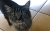 One of our spoilt felines!