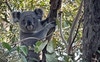 Koala on Mount Gravatt