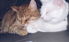 Pets - Ringo and Luna 😽