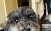 Vinnie