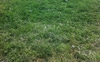 Big backyard 