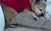 Millie. 13yr old Jack Russel pug.