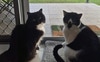 These are the two cats
