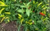 Gardan