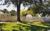 Backyard sunshine 