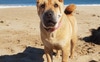 Our dog Lola (Sharpei)