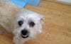 My cheeky doggie.. Noodle