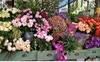 5 minute walk to flower gardens 